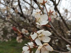 -桃花岛景观公园