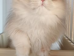 -东方名猫馆·英短金渐层布偶猫舍(环线广场1号楼店)