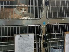 -纳吉亚猫专科动物医院博雅分院