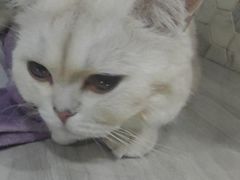 -宠爱国际动物医院·消化内科·心肾内科·ISFM猫友好(望京店)