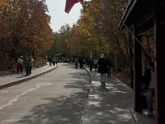 -茅兰沟国家森林公园