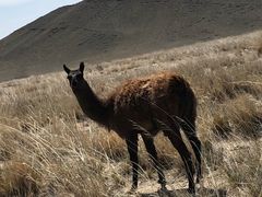 -新疆天山野生动物园