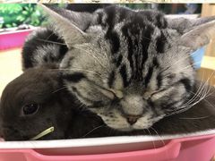 -藦茜花园宠物主题亲子互动体验馆(国顺东路店)