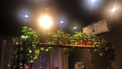 点击看大图 -藤野造型