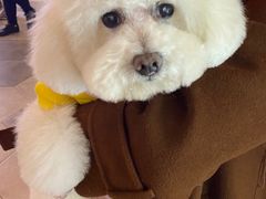 -BABIT巴比特宠物(MOMOPARK店)