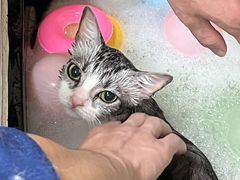 -佳雯宠物医院·皮肤科·内外科(春晓路分院)