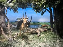 -国家自然博物馆