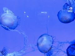 -青岛海底世界-水族馆