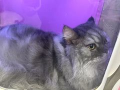 -瑞鹏宠物医院·骨科·猫科·内科(第一中心)