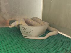 -上海大自然野生昆虫馆(东方明珠·爬宠昆虫探索中心)