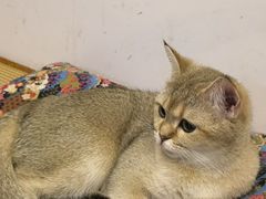 -柴迷FANS CLUB·柴犬狗咖·猫咖
