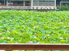 -荔湾湖公园