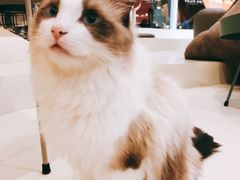 -飞行喵MR PILOT|猫舍·猫咖(静安大融城店)