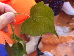 -雅鲁激流探险漂流