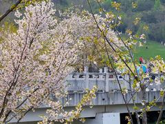 -羊山湖公园
