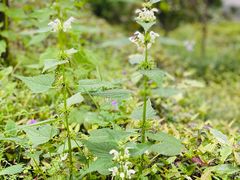 -上海佘山国家森林公园天马山园