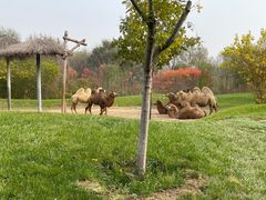 -北京野生动物园