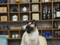 -如果枫糖(万达店)