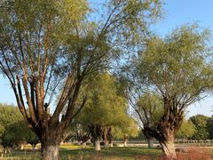 -汉长安城未央宫国家考古遗址公园