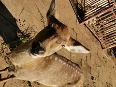 -北京鹿世界主题园