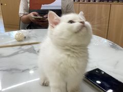 -袖虎猫馆(十亩地店)