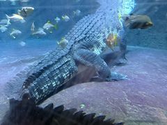 -迪拜水族馆及水下动物园