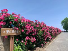 -上海滨江森林公园