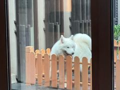 -上海崇明金茂凯悦酒店