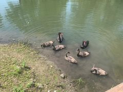 -西山漾湿地公园