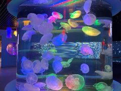 -太平洋海底世界