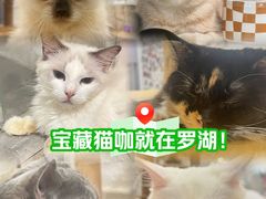 -楼上猫咖(罗湖店)
