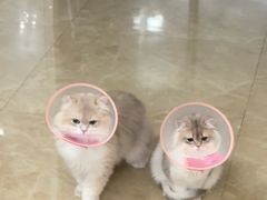 -瑞派名望志远动物医院·猫科·內科·异宠专科(直港大道店)