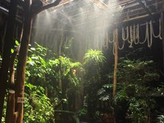 -绿光森林餐厅