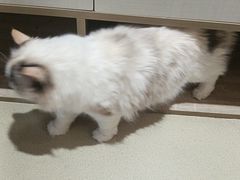 -藏猫猫咖啡主题馆(中央大道店)