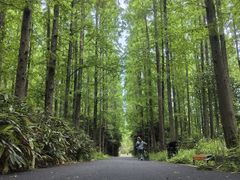 -东平国家森林公园