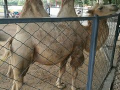 景点-长白岛森林公园