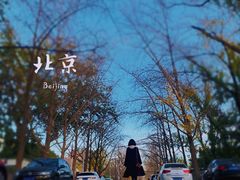 -三里屯东五街银杏大道