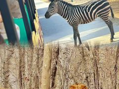 -北京野生动物园