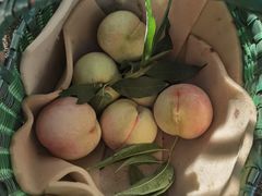 -老袁家蜜桃农场·阳山水蜜桃