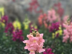 -广州市流溪河国家森林公园