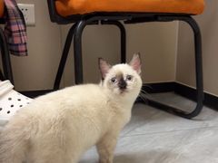 -瑞鹏宠物医院·普外科·影像科·皮肤科(城市山谷分院)