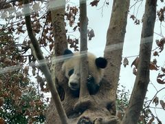 -都江堰中华大熊猫苑