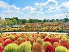 -花开海上生态园