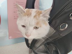 -北京观赏动物医院·24小时大型综合·猫专科·异宠专科