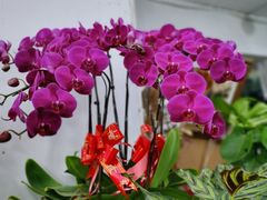 -曲阳花鸟市场(曲阳路店)
