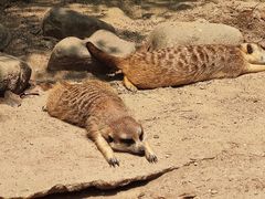 -上海野生动物园