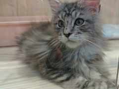 -屋虎猫馆(宝安大仟里店)
