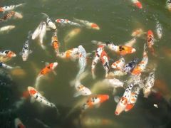 -石家庄市植物园