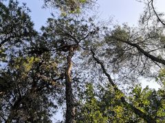 -铁山坪森林公园