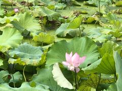 -荷塘月色湿地公园·向阳花洲